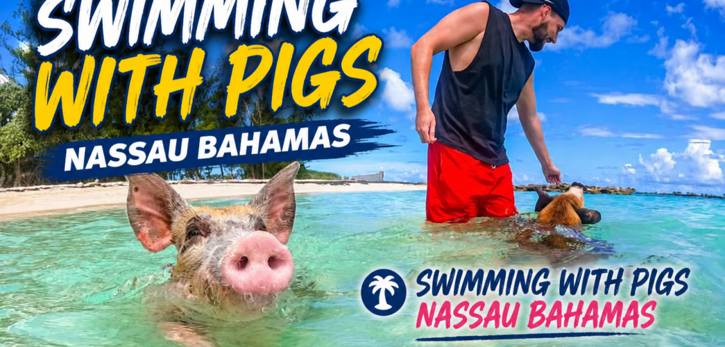 swimming with pigs tour nassau