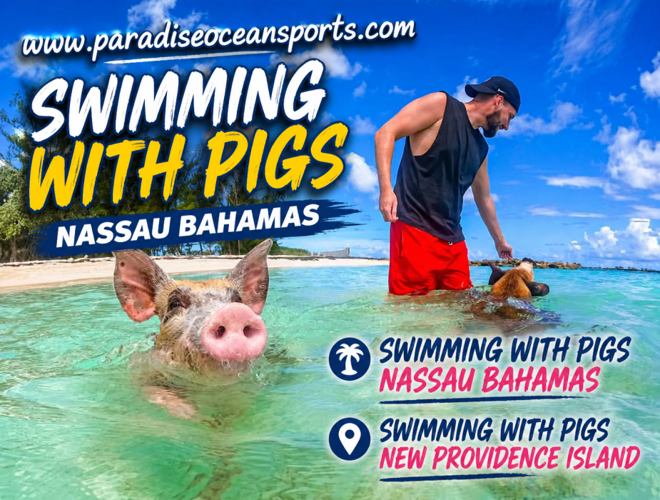 swimming with pigs tour nassau
